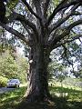 White Oak Tree